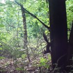 Scoiattolo rosso - Foto p.g.c. Arca del Re Cit